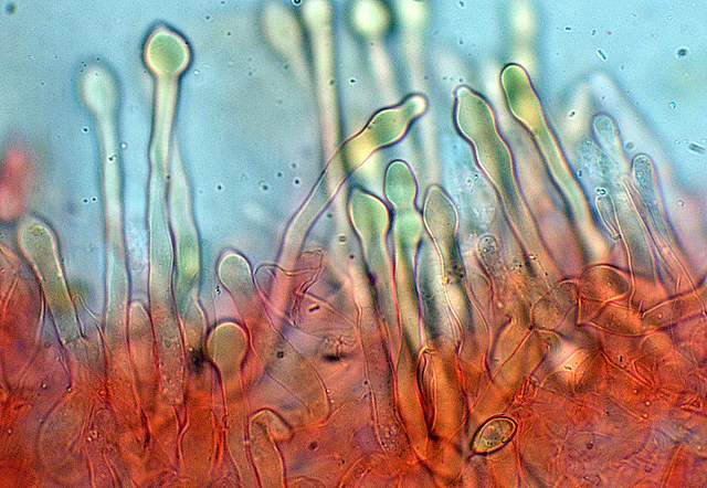 Galerina spec. Cod.: 0947-07